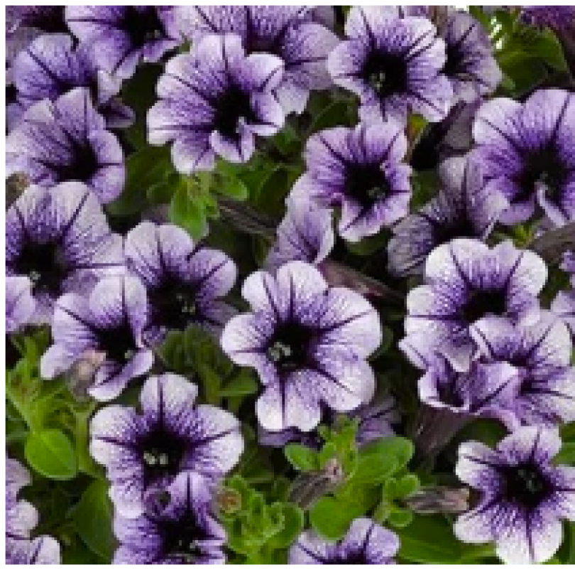 vivini violet vein1